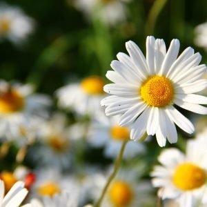 The Environmental Benefits of Growing Your Own Flowers